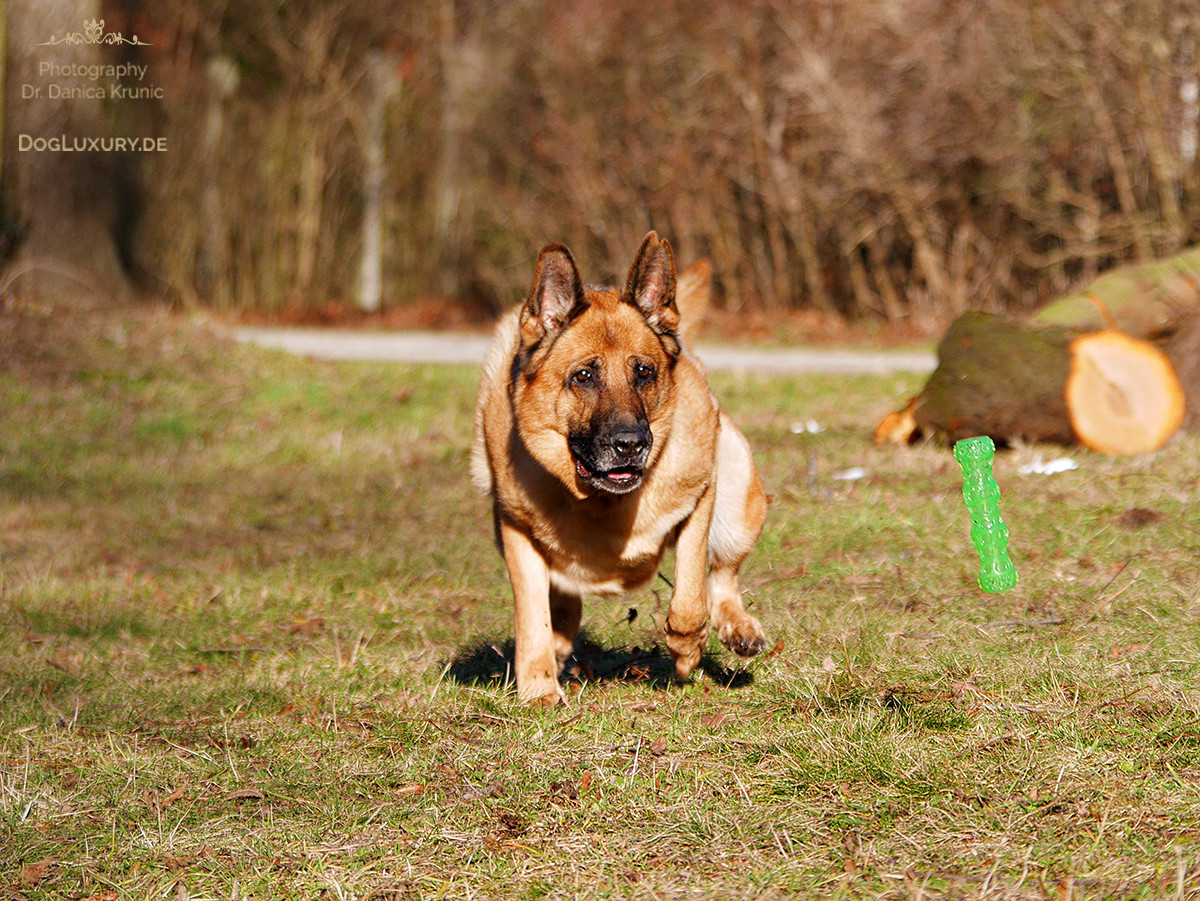 Der Frühling kommt und mit ihm auch die Frühlingsgefühle beim Hund…