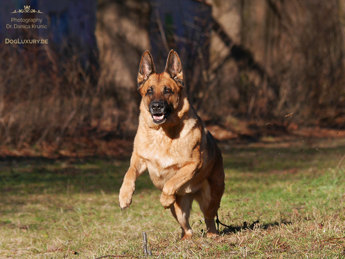 Der Frühling kommt und mit ihm auch die Frühlingsgefühle beim Hund…