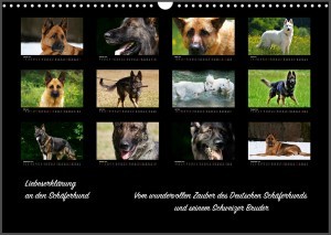 Hundekalender: Liebeserklärung an den Schäferhund