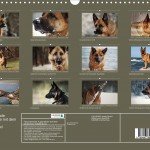 Hundekalender: Faszinierende Augenblicke mit dem Deutschen Schäferhund 2017