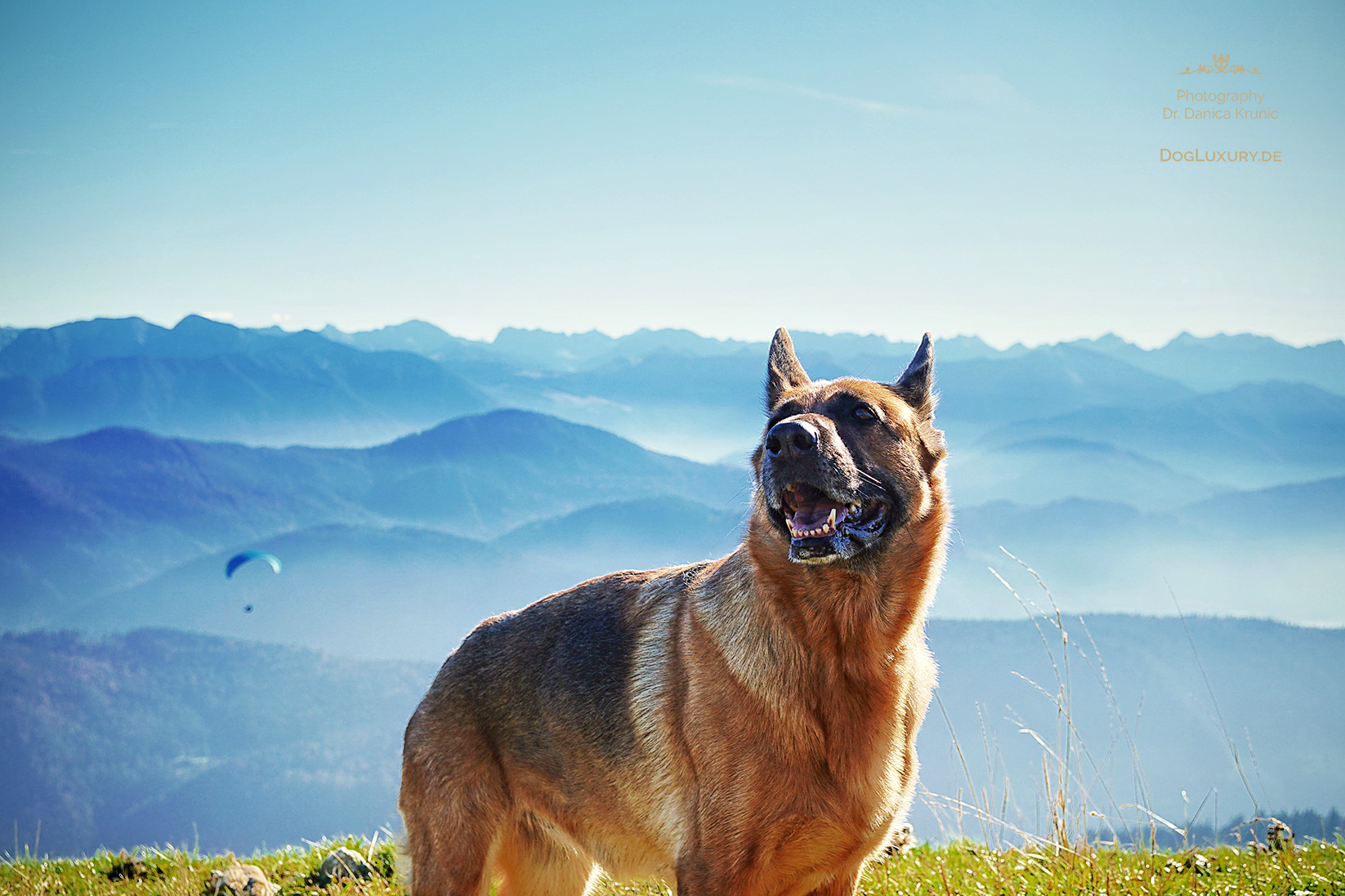 Wandern mit dem Hund