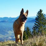 Wandern mit dem Hund