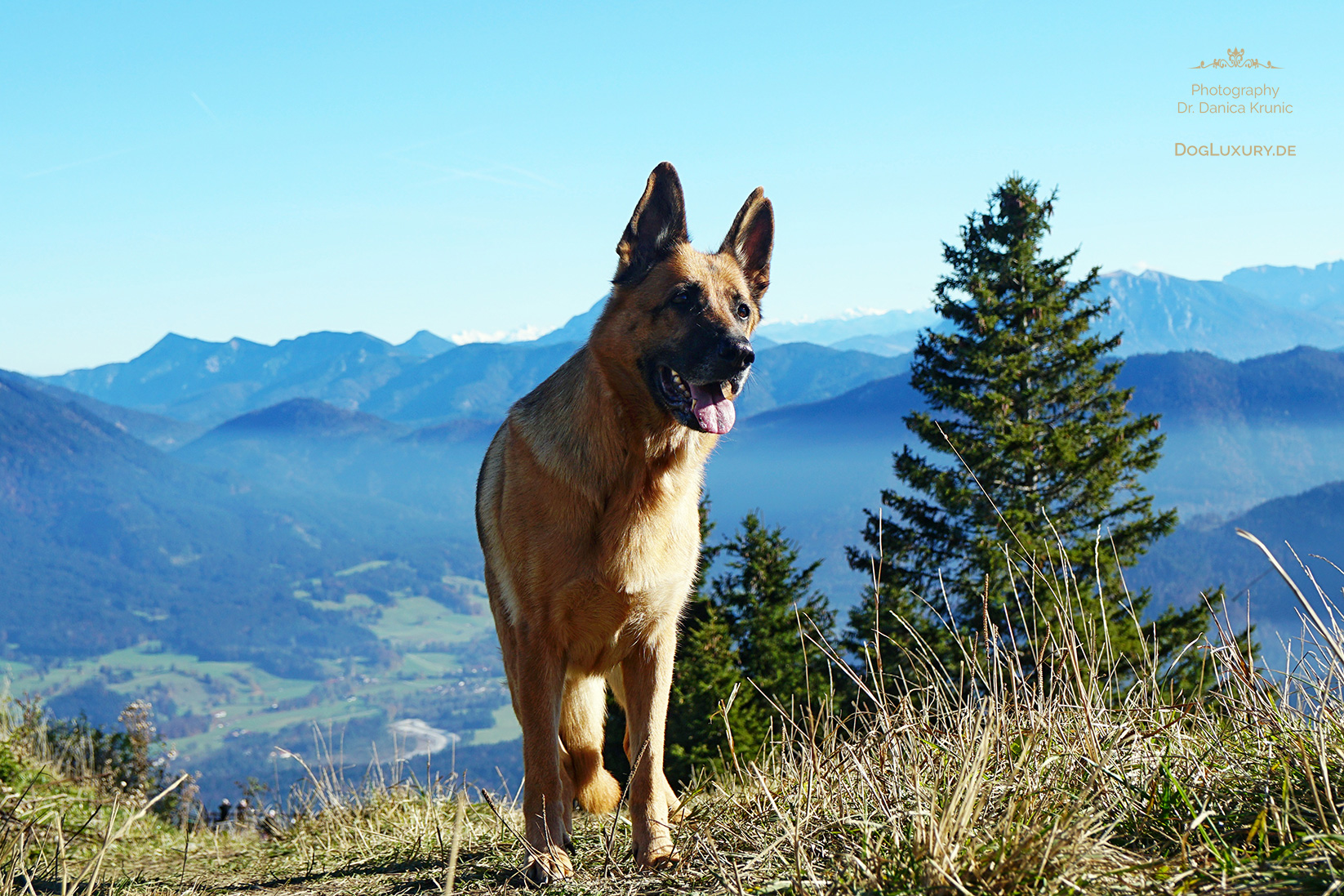 Wandern mit dem Hund