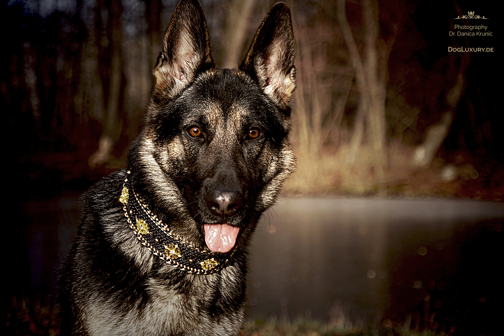 Luxus Hundezubehör für den Luxury Dog