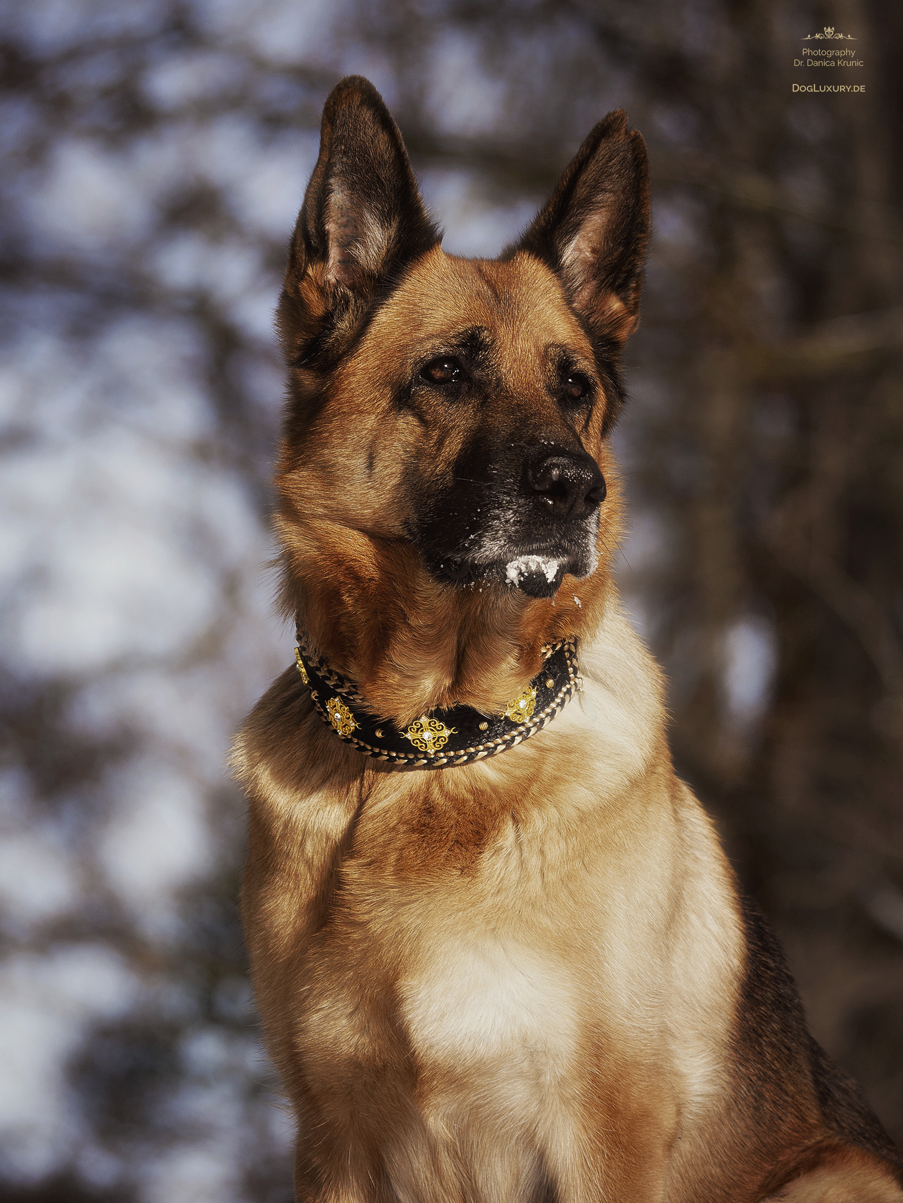 Deutscher Schäferhund mit glitzernden Eiskristallen