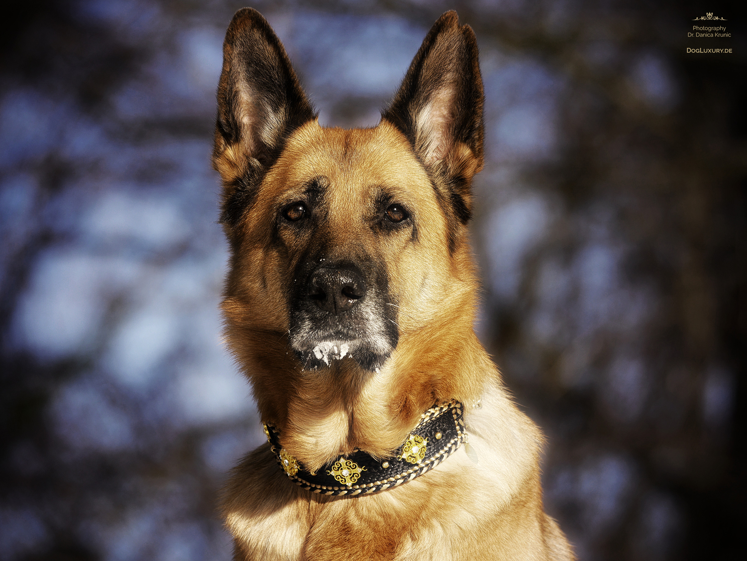 Deutscher Schäferhund mit glitzernden Eiskristallen