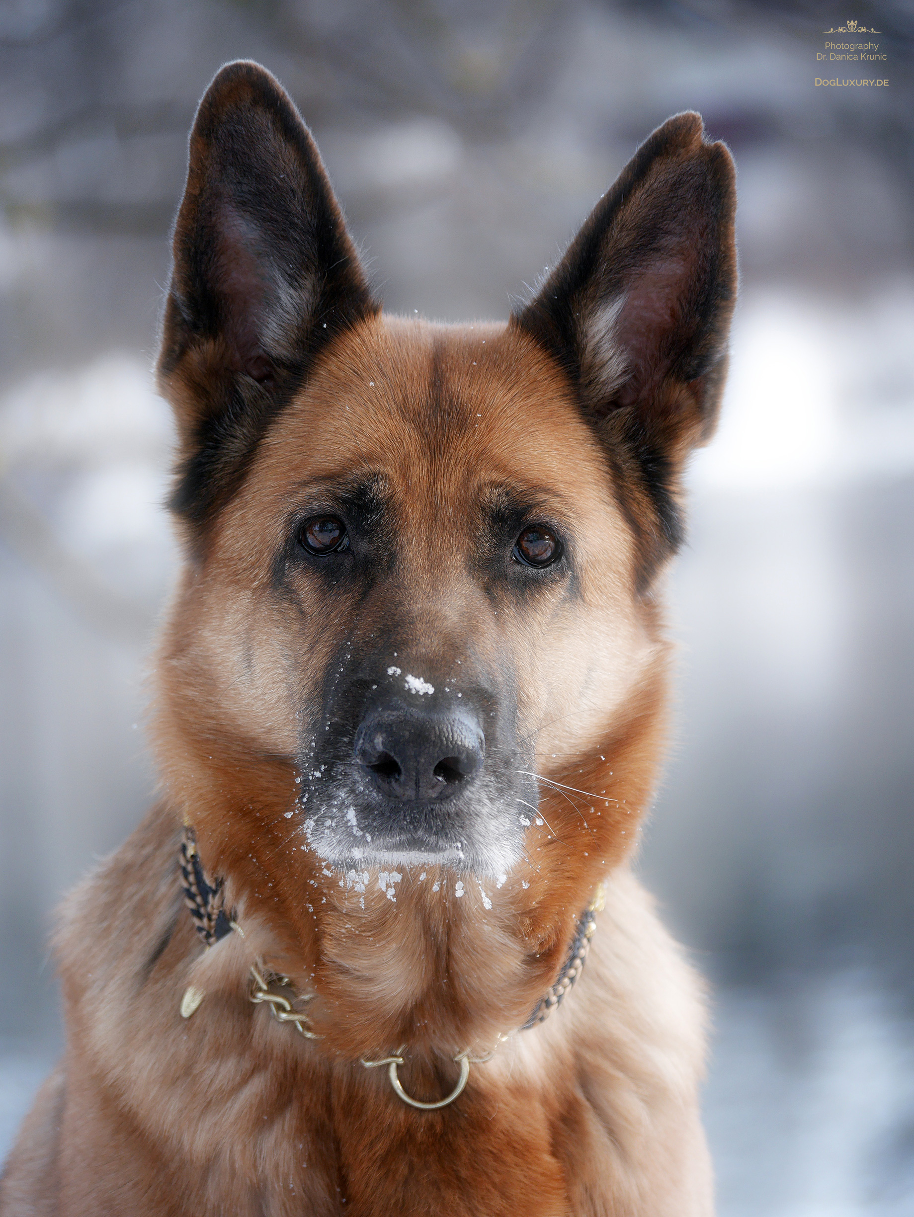 Deutscher Schäferhund - German Shepherd: Stolze Winterschönheit lauscht dem Schneegeflüster...