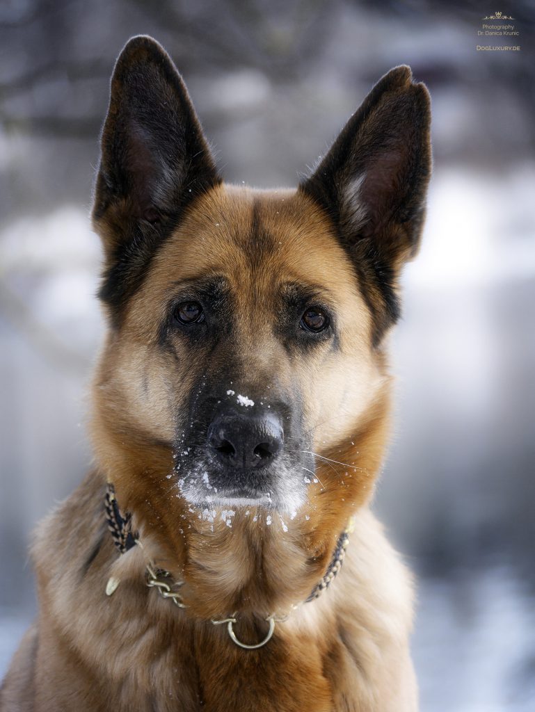 Deutscher Schäferhund - German Shepherd: Stolze Winterschönheit lauscht dem Schneegeflüster...