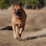 Deutscher Schäferhund in Bewegung