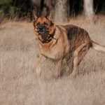 Deutscher Schäferhund in Bewegung