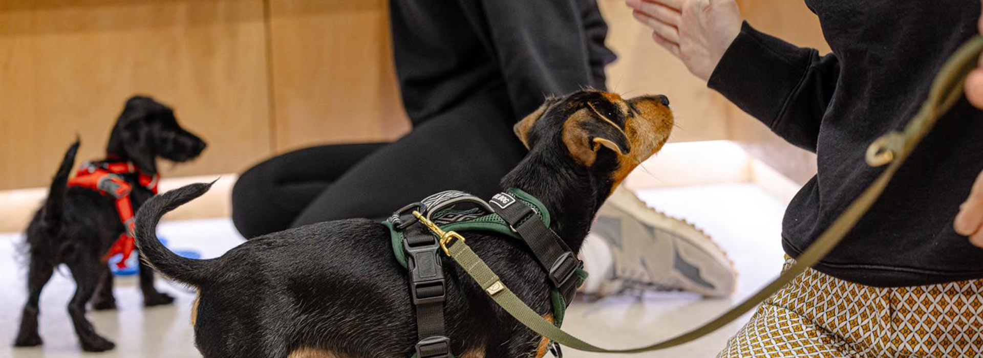 Teach a dog to feel good being handled Dogology Dogs