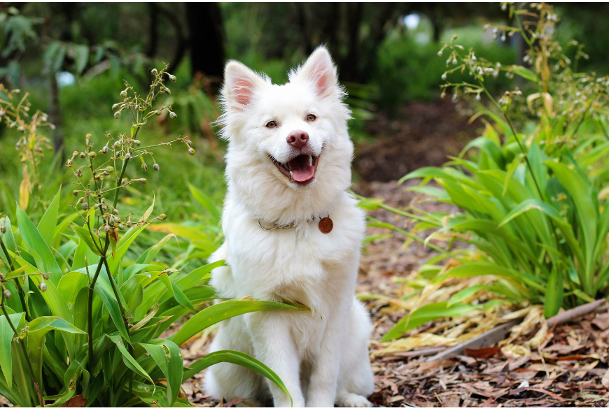 what-are-good-names-for-a-dog-and-top-100-unique-dog-names