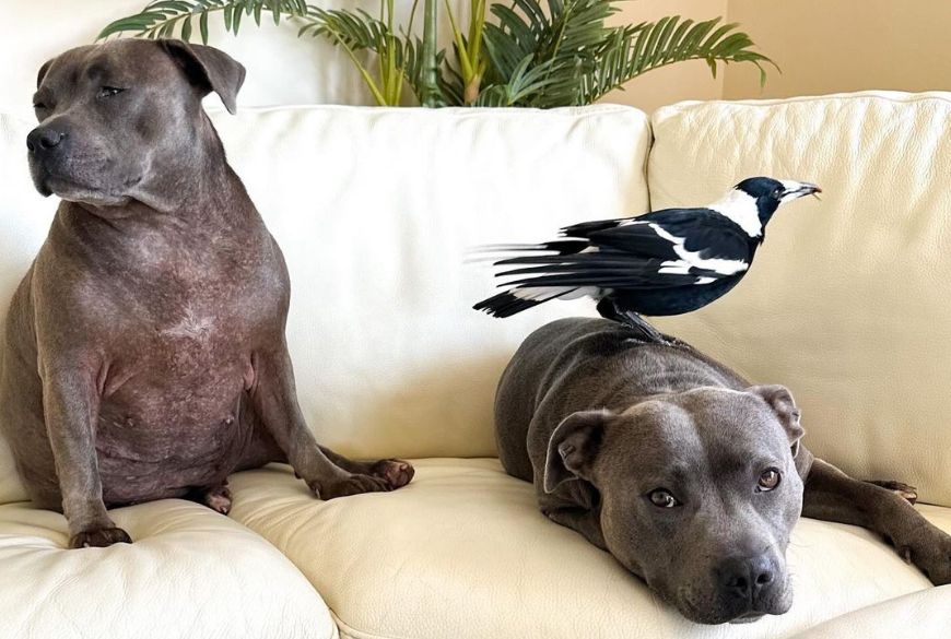 Molly the Magpie Reunited with Dog BFF Peggy After Arrest Drama