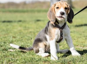 Dogtalk hondenschool hondentraining hond puppy puppycursus puppytraining