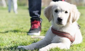 Dogtalk hondenschool hondentraining hond puppy puppycursus puppytraining