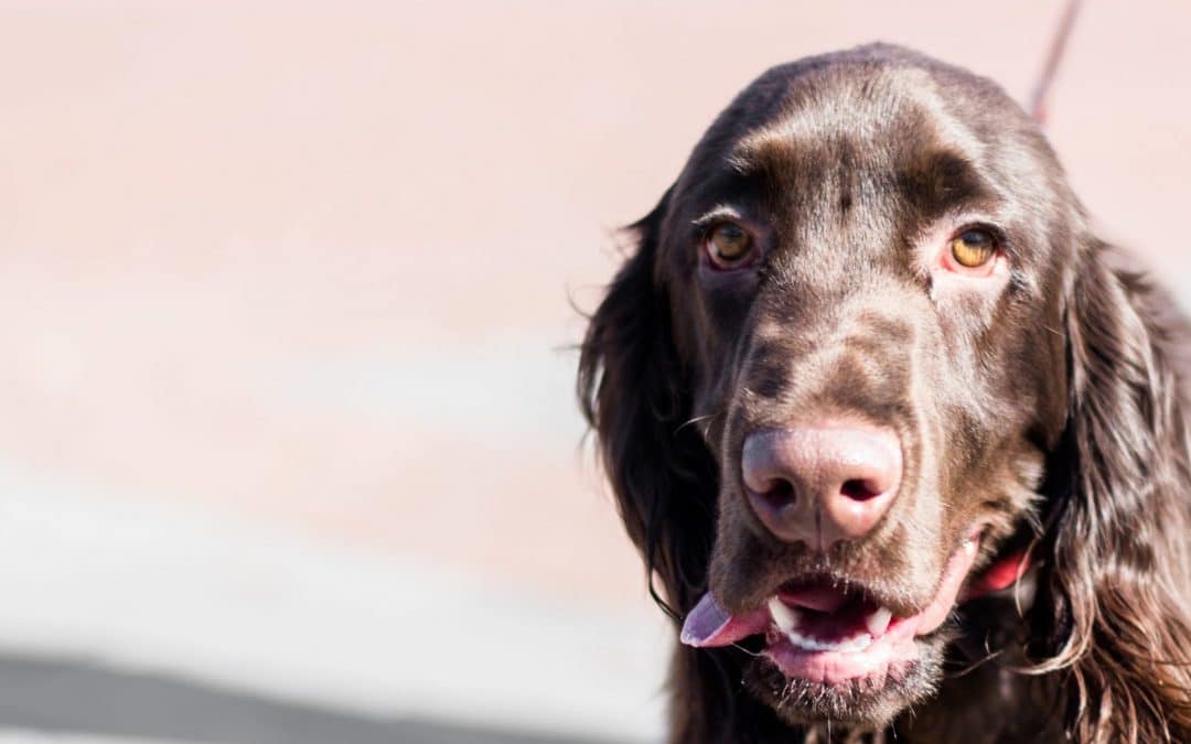 Jachttraining met je hond.