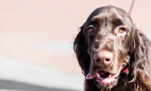 Dogtalk hondenschool hondentraining hond puppy puppycursus puppytraining