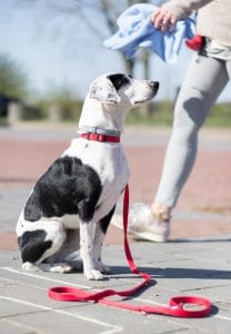 Dogtalk hondenschool hondentraining hond puppy puppycursus puppytraining