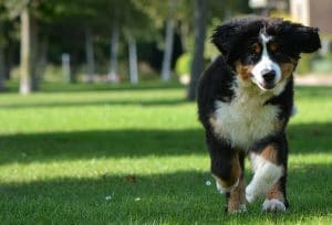 Dogtalk hondenschool hondentraining hond puppy puppycursus puppytraining