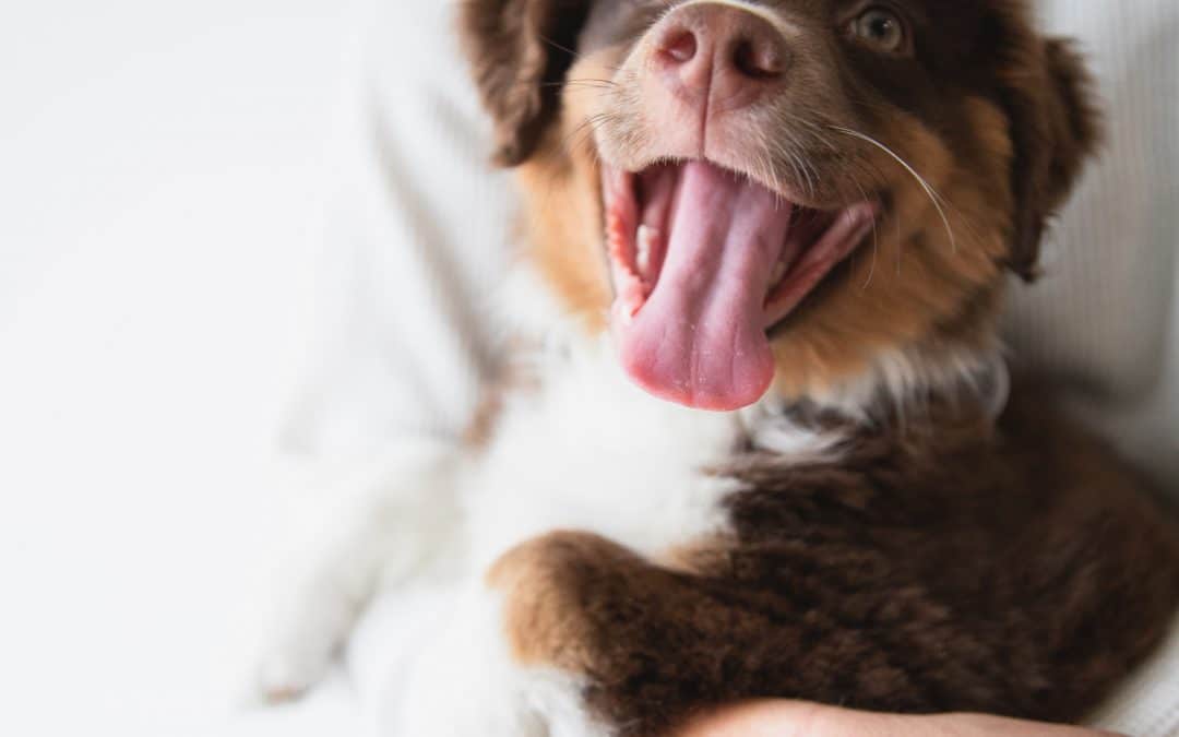 Puppy training