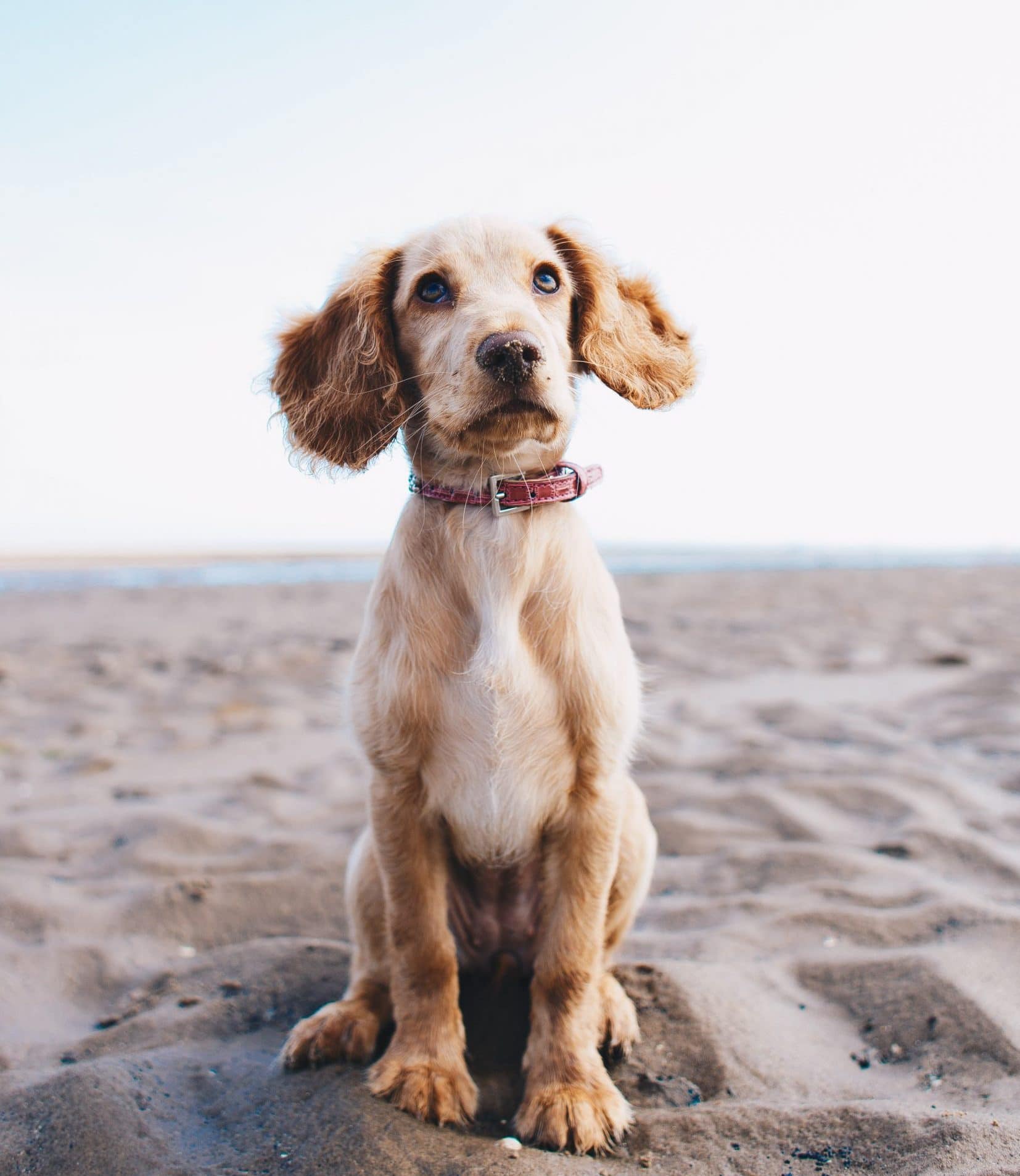 Dogtalk hondenschool hondentraining hond puppy puppycursus puppytraining