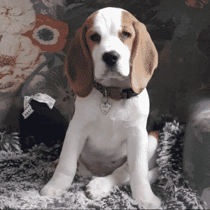 Dogtalk Beagle Kennel