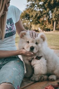 Dogtalk hondenschool hondentraining hond puppy puppycursus puppytraining