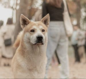 Dogtalk hondenschool hondentraining hond puppy puppycursus puppytraining