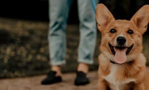 Dogtalk hondenschool hondentraining hond puppy puppycursus puppytraining