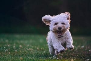 Dogtalk hondenschool hondentraining hond puppy puppycursus puppytraining