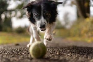 Dogtalk hondenschool hondentraining hond puppy puppycursus puppytraining