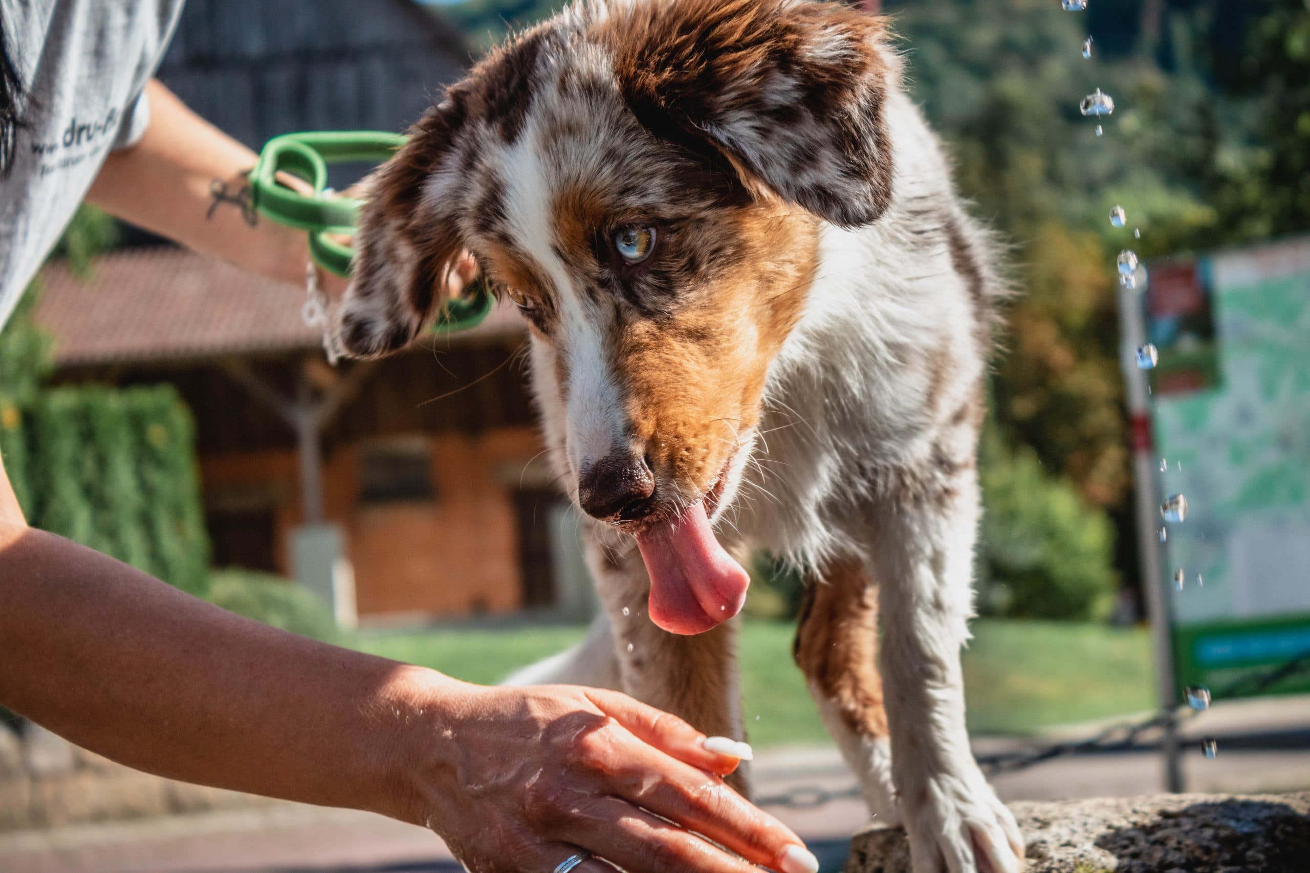 Dogtalk hondenschool hondentraining hond puppy puppycursus puppytraining