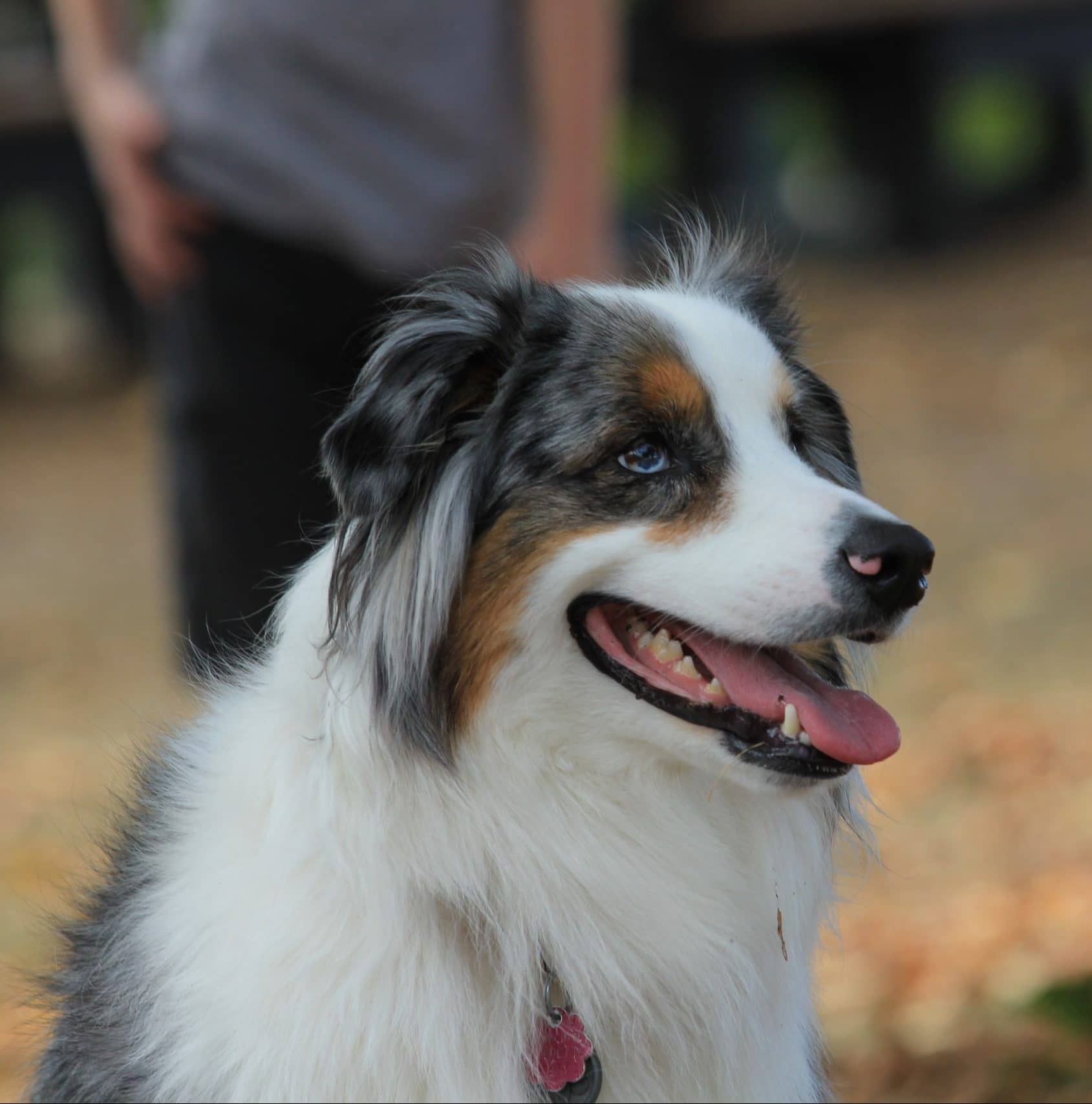 Dogtalk hondenschool hondentraining hond puppy puppycursus puppytraining