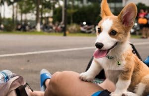 Dogtalk hondenschool hondentraining hond puppy puppycursus puppytraining