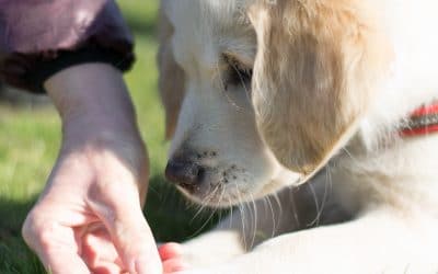 Puppy-plassen: Een hilarisch avontuur in huis!”