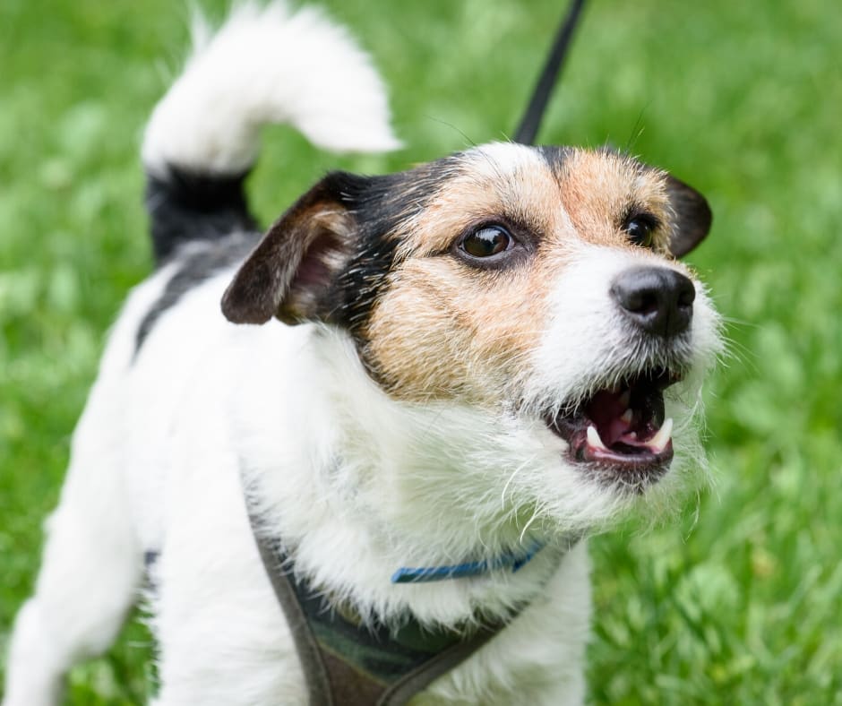 Dogtalk hondenschool hondentraining hond puppy puppycursus puppytraining