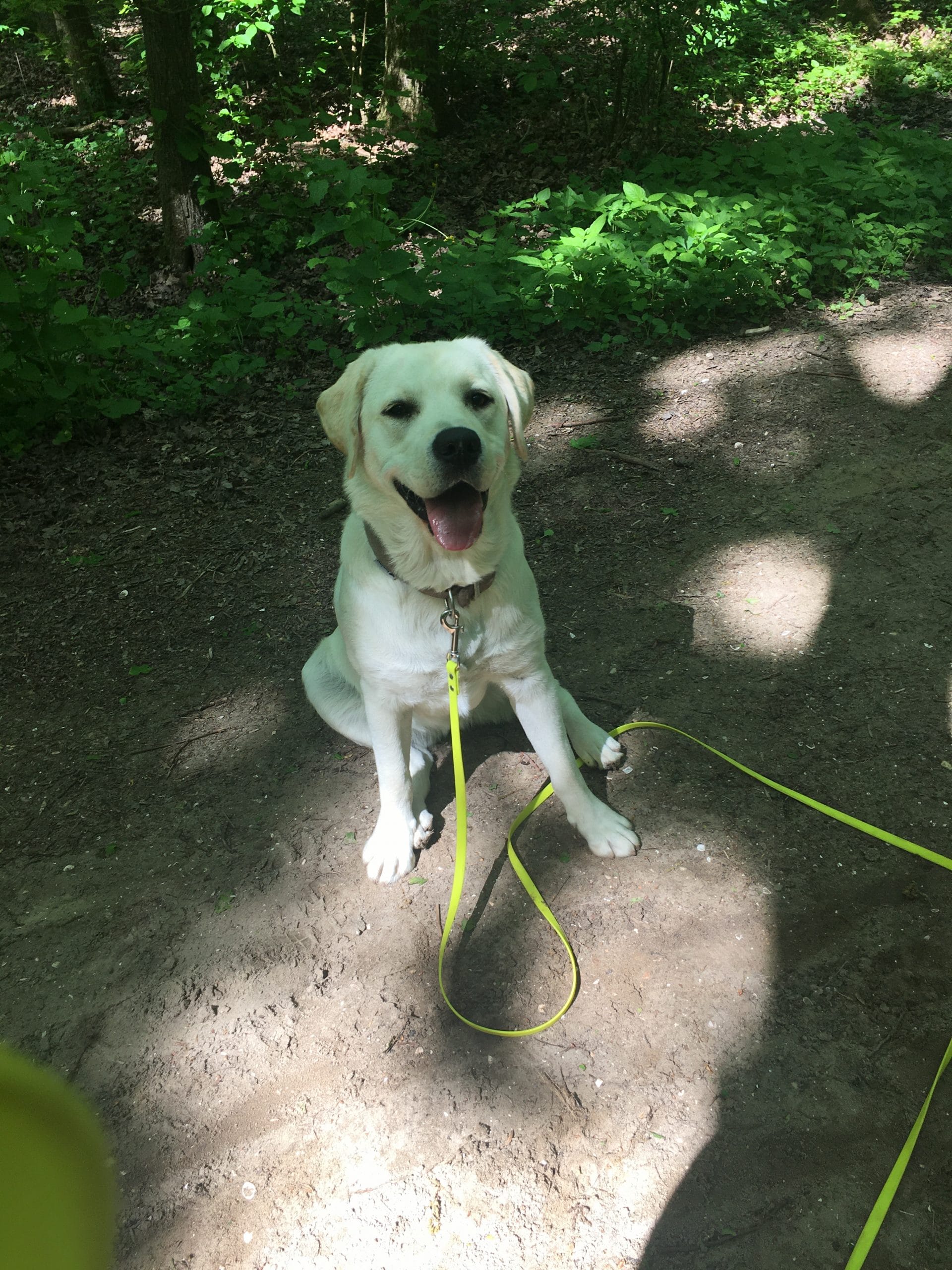 Dogtalk hondenschool hondentraining hond puppy puppycursus puppytraining