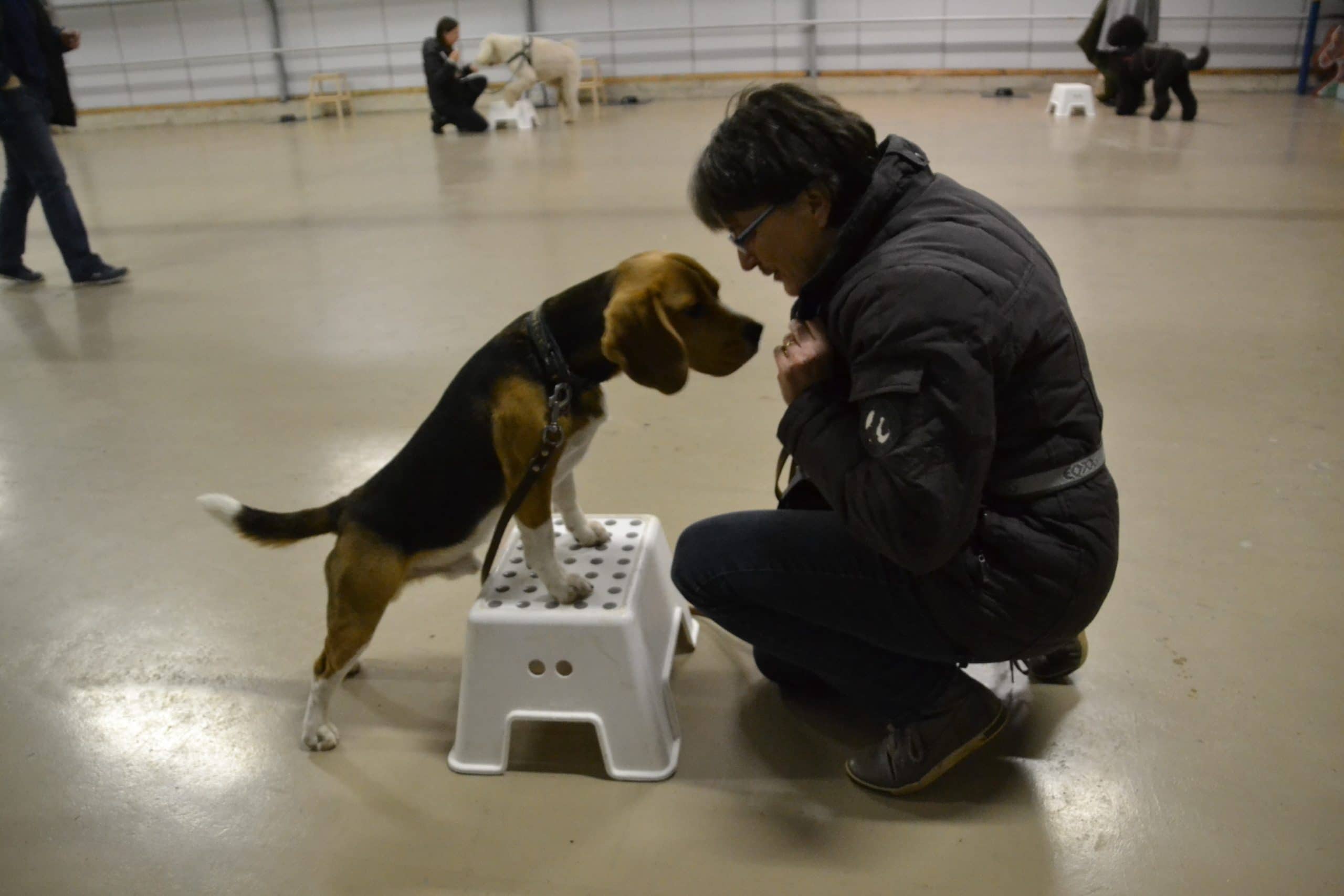 Dogtalk hondenschool hondentraining hond puppy puppycursus puppytraining