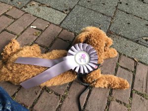 Dogtalk hondenschool hondentraining hond puppy puppycursus puppytraining