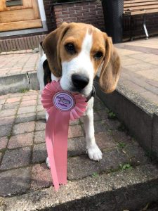 Dogtalk hondenschool hondentraining hond puppy puppycursus puppytraining