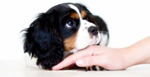 Dogtalk hondenschool hondentraining hond puppy puppycursus puppytraining