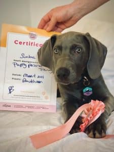 Dogtalk hondenschool hondentraining hond puppy puppycursus puppytraining