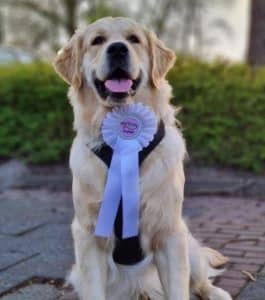 Dogtalk hondenschool hondentraining hond puppy puppycursus puppytraining