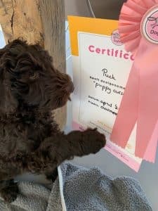 Dogtalk hondenschool hondentraining hond puppy puppycursus puppytraining