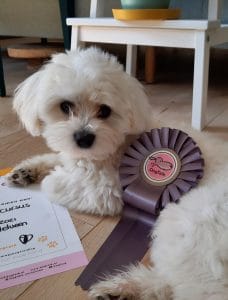 Dogtalk hondenschool hondentraining hond puppy puppycursus puppytraining