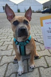 Dogtalk hondenschool hondentraining hond puppy puppycursus puppytraining