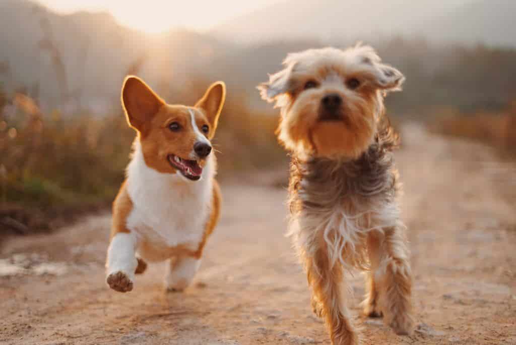 twee spelende honden