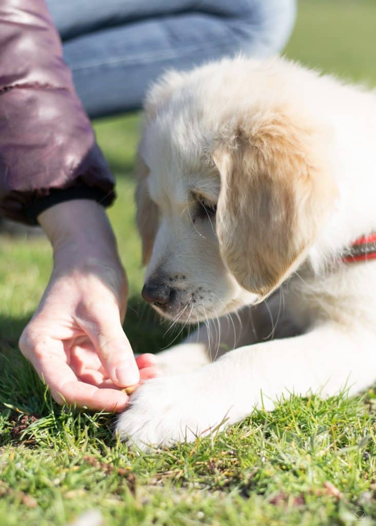 Puppy cursus