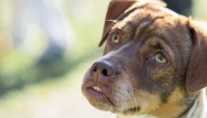 Hond op hondenschool bij Amsterdam