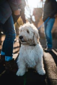 Puppycursus in Aalsmeer